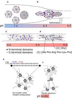 Dynamic Responsive Formation of Nanostructured Fibers in a Hydrogel Network: A Molecular Dynamics Study